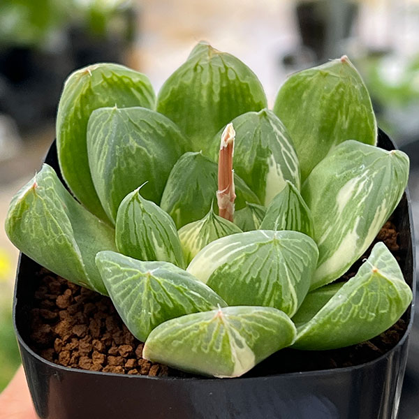ハオルチア：マックス　2.5号鉢植え