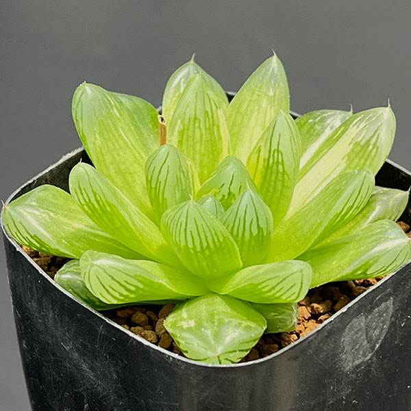 ハオルチア：コモモ　2.5号鉢植え