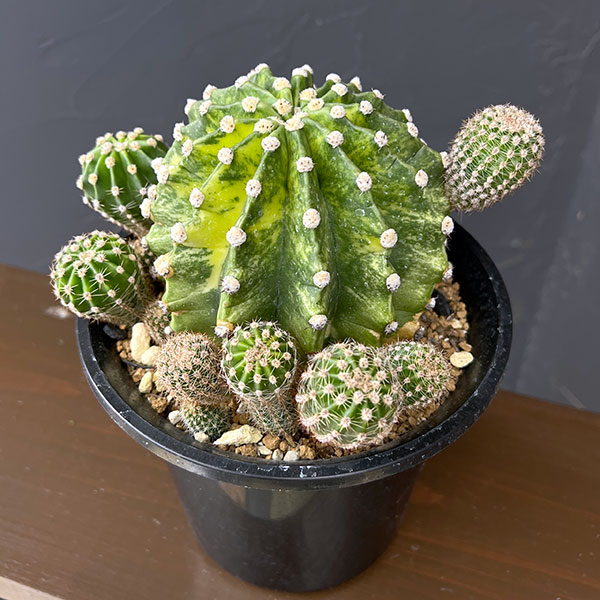 サボテン：エキノプシス　世界の図 5号鉢植え