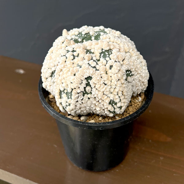 アストロフィツム：スーパー花園カブト 3.5号