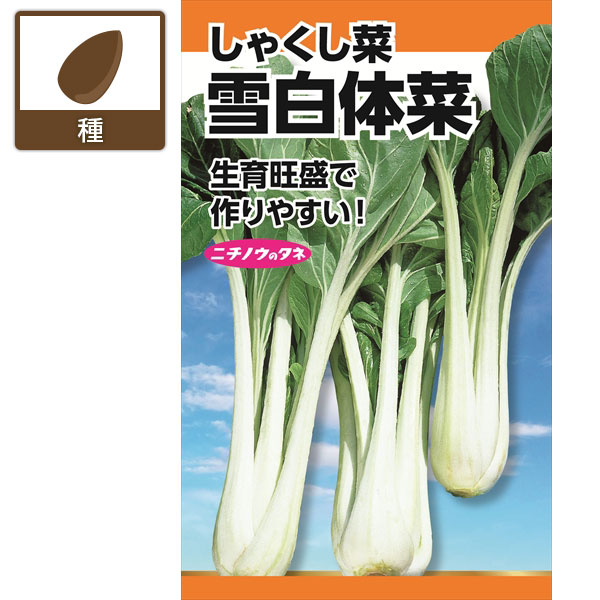しゃくし菜：雪白体菜(せっぱくたいさい)　の種