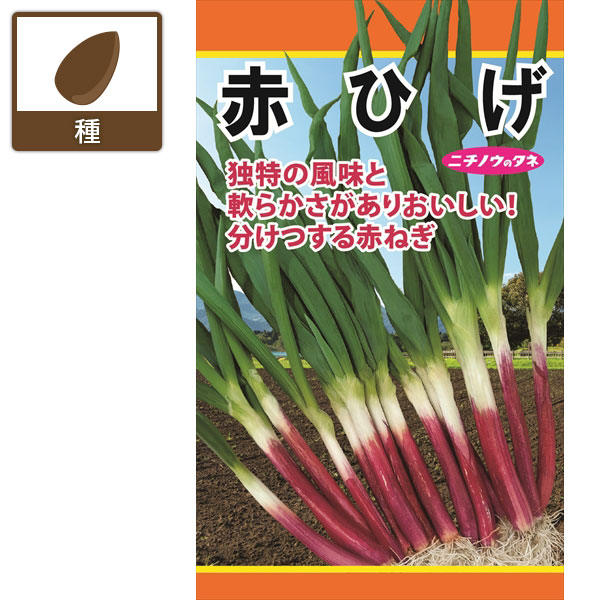 ネギ：赤ひげ　の種