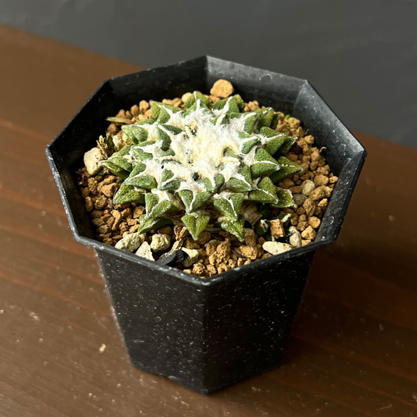 サボテン：アリオカルプス　黒牡丹　2.5号鉢植え26-01