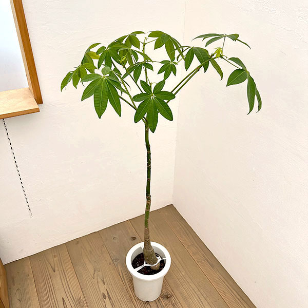 パキラ：グラブラ （実生株）　7号26-05