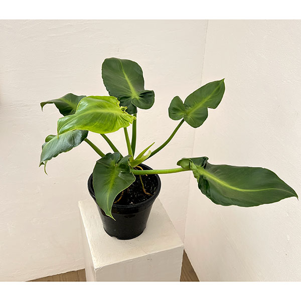 フィロデンドロン：マハラジャ　6号鉢植え