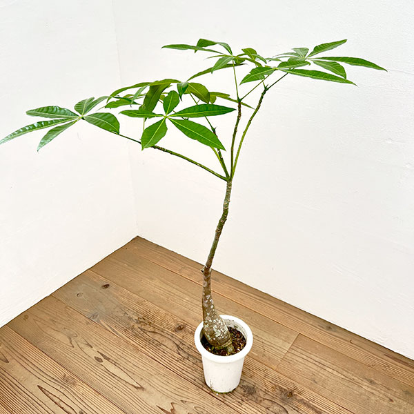 パキラ：グラブラ （実生株）　6号鉢植え26-06