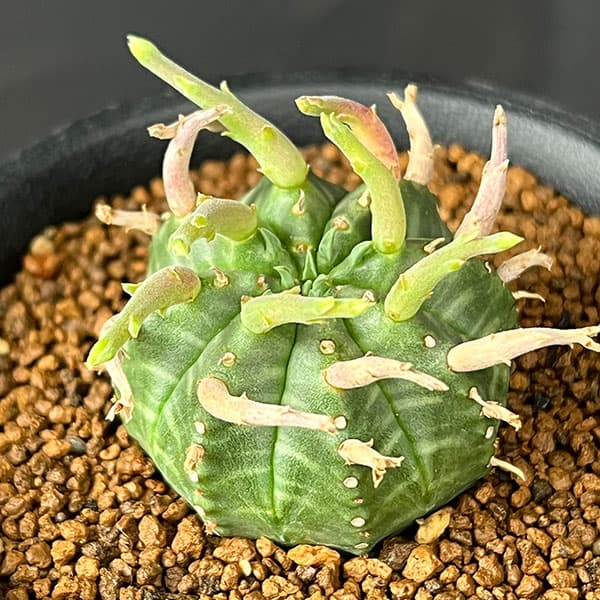 ユーフォルビア：スーパーバリダ（カクト・ロコ実生特選株）　3号鉢植え26-02