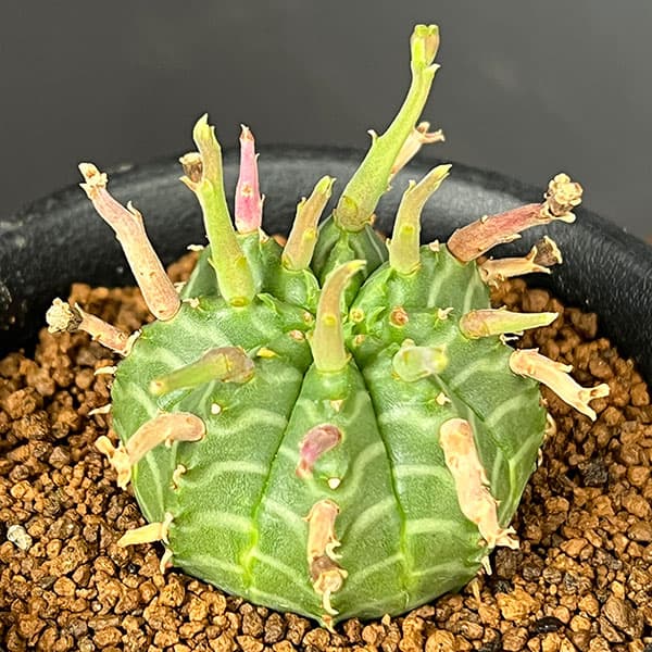 ユーフォルビア：スーパーバリダ（カクト・ロコ実生特選株）　3号鉢植え26-03