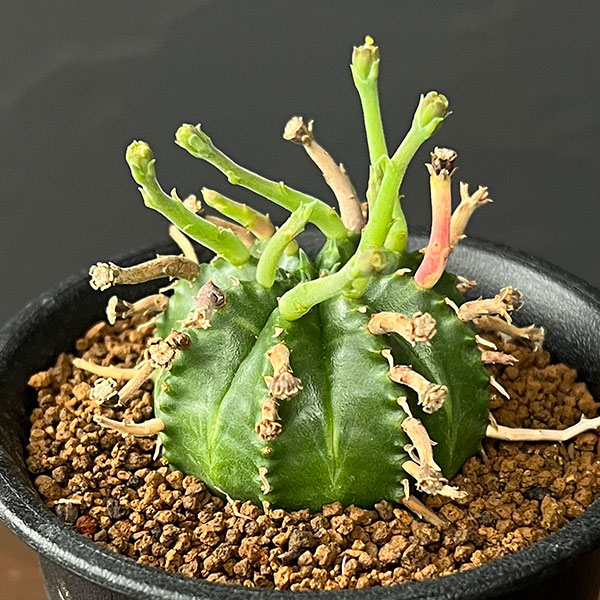 ユーフォルビア：スーパーバリダ（カクト・ロコ実生特選株）　3号鉢植え26-05
