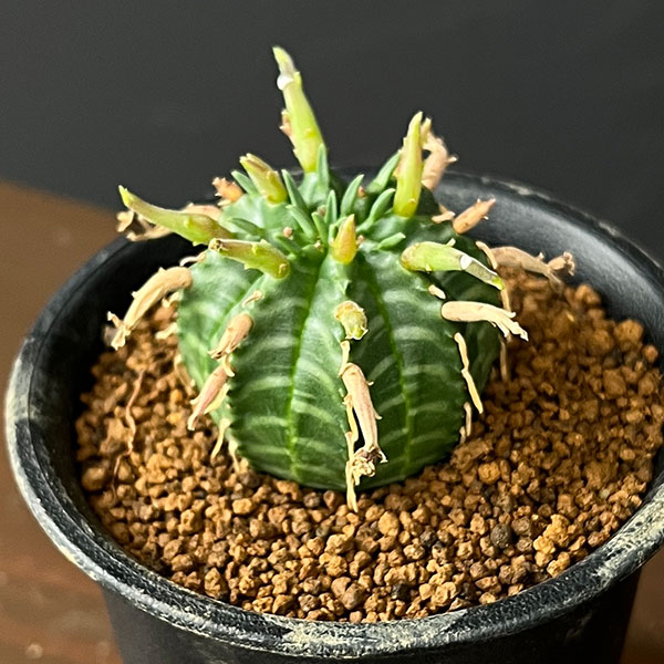 ユーフォルビア：スーパーバリダ（カクト・ロコ実生特選株）　3号鉢植え26-06