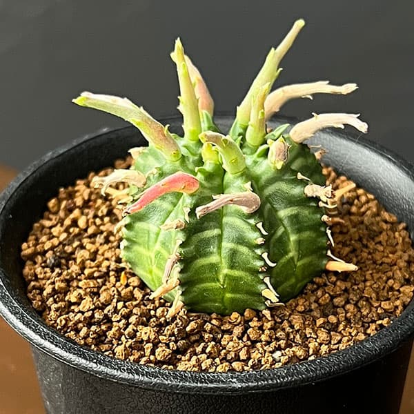 ユーフォルビア：スーパーバリダ（カクト・ロコ実生特選株）　3号鉢植え26-07