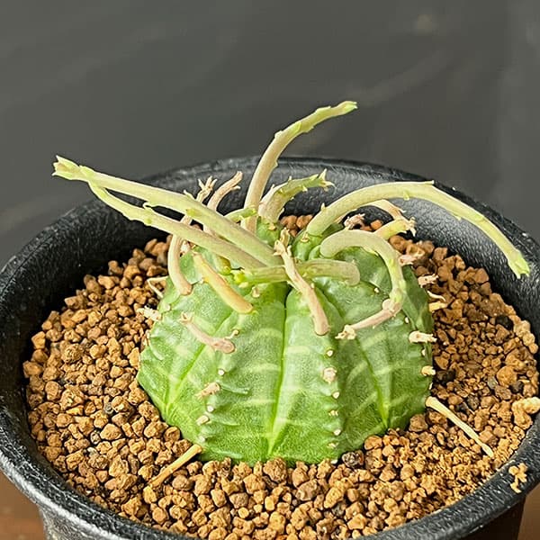 ユーフォルビア：スーパーバリダ（カクト・ロコ実生特選株）　3号鉢植え26-08