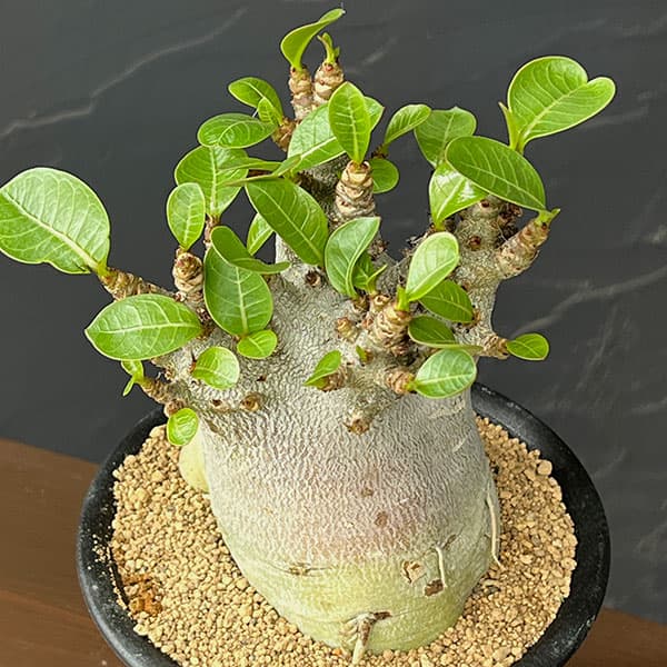 アデニウム：アラビカムスーパードワーフ　4号鉢植え26-05