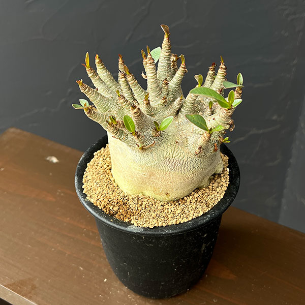 アデニウム：アラビカムスーパードワーフ　4号鉢植え26-06