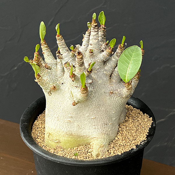 アデニウム：アラビカムスーパードワーフ　4号鉢植え26-07