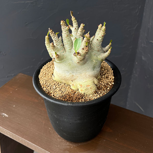 アデニウム：アラビカムスーパードワーフ　5号鉢植え26-04