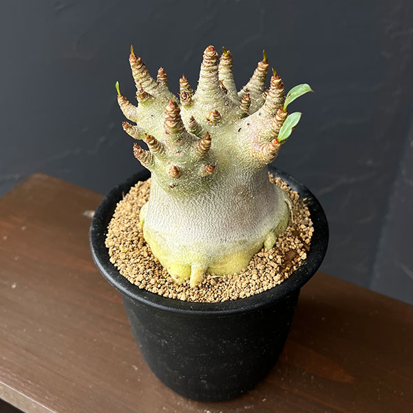 アデニウム：アラビカムスーパードワーフ　4号鉢植え26-09