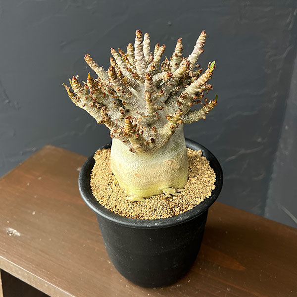 アデニウム：アラビカムスーパードワーフ　4号鉢植え26-10