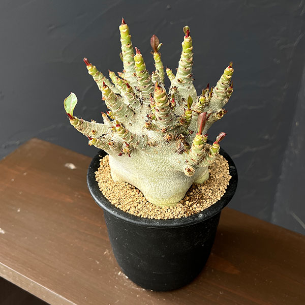 アデニウム：アラビカムスーパードワーフ　4号鉢植え26-11