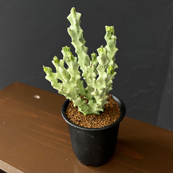 カラルマ：ソコトラナム　3号鉢植え