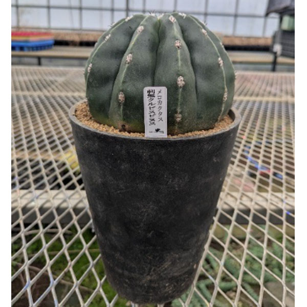[26年6月中下旬予約]サボテン：メロカクタス　クルビスピヌス（トゲなし）　5号鉢植え