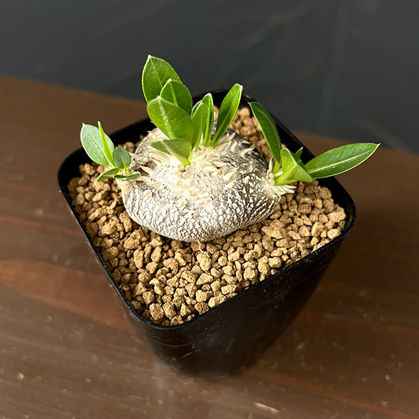 パキポディウム：エブレネウム 2.5号鉢植え*