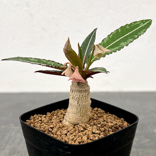 ユーフォルビア：ラバティー×クレメルシー　2.5号鉢植え