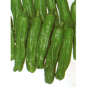 [26年4月上旬予約]唐辛子：ししとう2.5-3号ポット