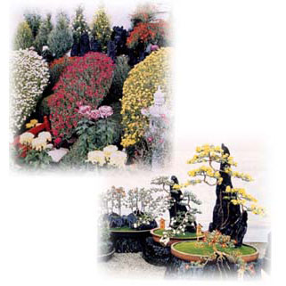 園芸ネット本店｜観賞菊：盆栽・懸崖菊2.5号ポット8ポットセット の