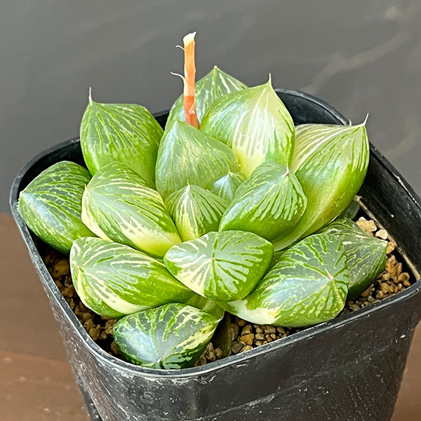 ハオルチア：大紫水晶オブツーサ錦　3号鉢植え