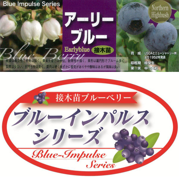 ブルーベリー：アーリーブルー接木苗5号ポット