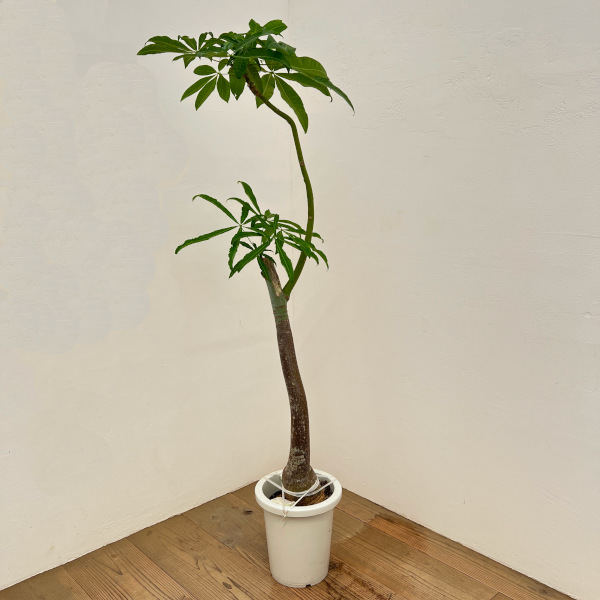 パキラ ：グラブラ実生株　8号鉢植え[タネから育てたパキラ　観葉植物]
