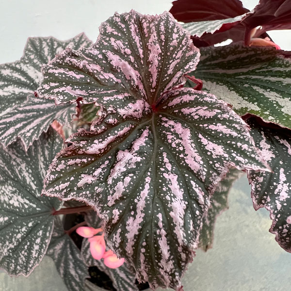 ベゴニア：ピンクミンクス　4鉢植え