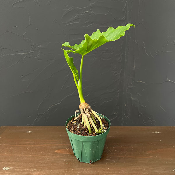 フィロデンドロン：セローム根上がり3号鉢植え