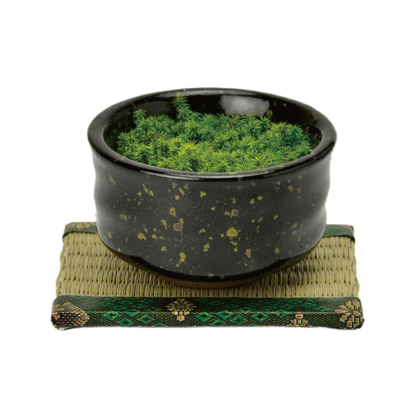 [ギフトに]栽培セット：抹茶碗苔盆栽（黒）