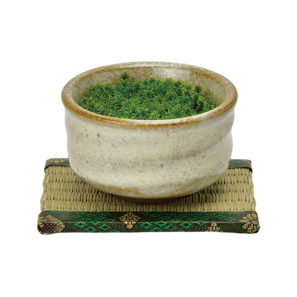 [ギフトに]栽培セット：抹茶碗苔盆栽（白）