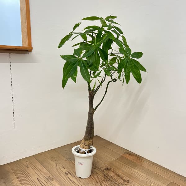 パキラ：グラブラ （実生株）　6号鉢植え26-05