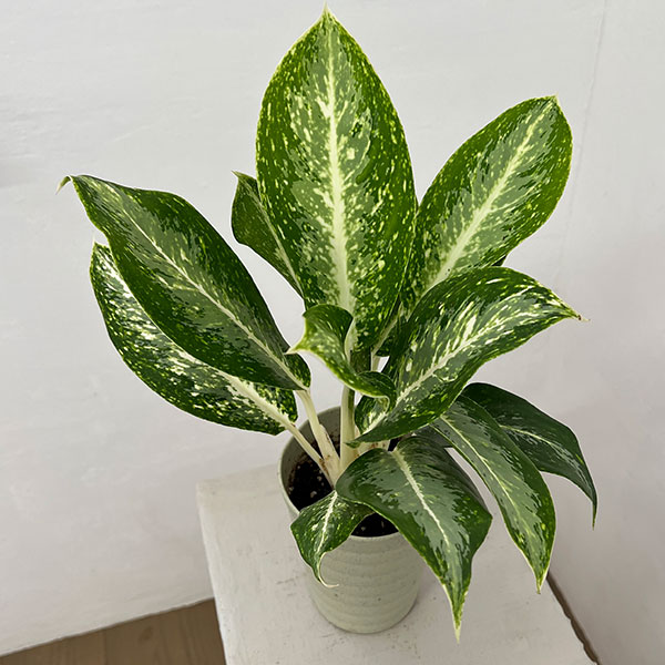 アグラオネマ：パランサップ　4号鉢植え