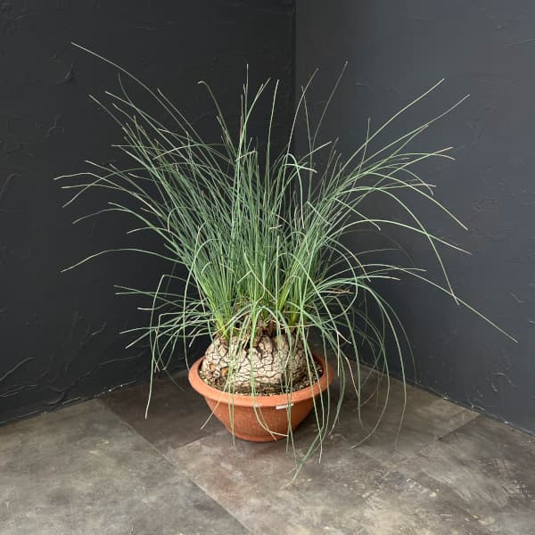 カリバナス：フーケリー 8号鉢植え