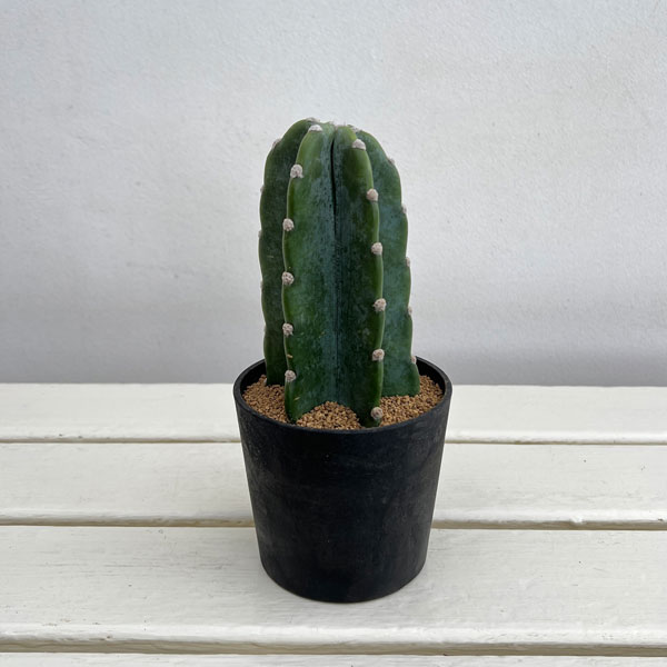 サボテン：ハシラサボテン　キメンカク　3.5号鉢植え