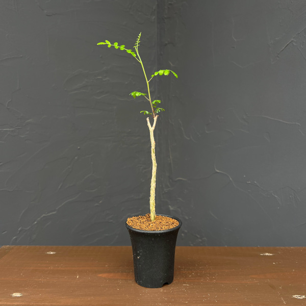 コミフォラ：sp.2　Romy　2.5号鉢植え