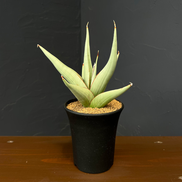 サンセベリア：チャニン　3.5号鉢植え