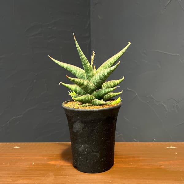 サンセベリア：プラブ　3.5号鉢植え