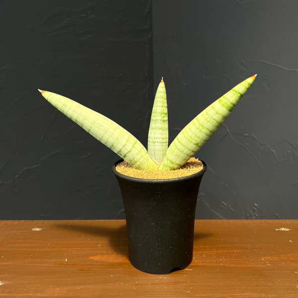 サンセベリア：ホワイト　リノ　3.5号鉢植え