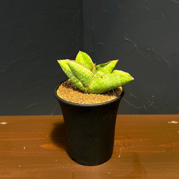 サンセベリア：ヴィーラ　3.5号鉢植え