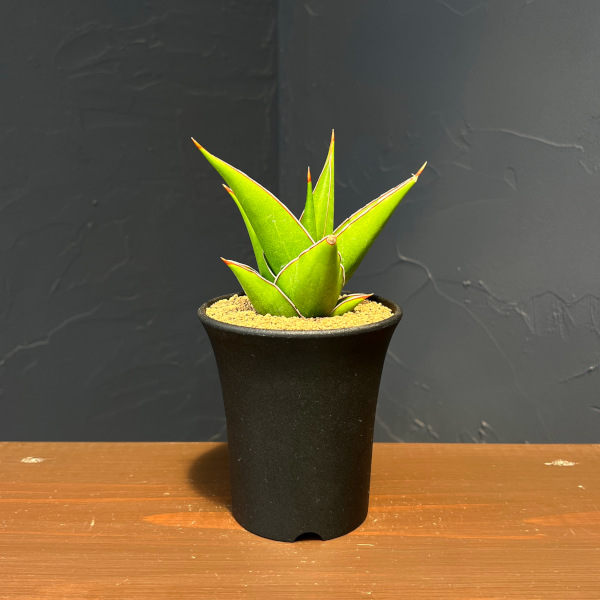 サンセベリア：タワー　3.5号鉢植え