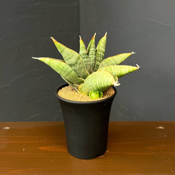 サンセベリア：ライオンハート　3.5号鉢植え