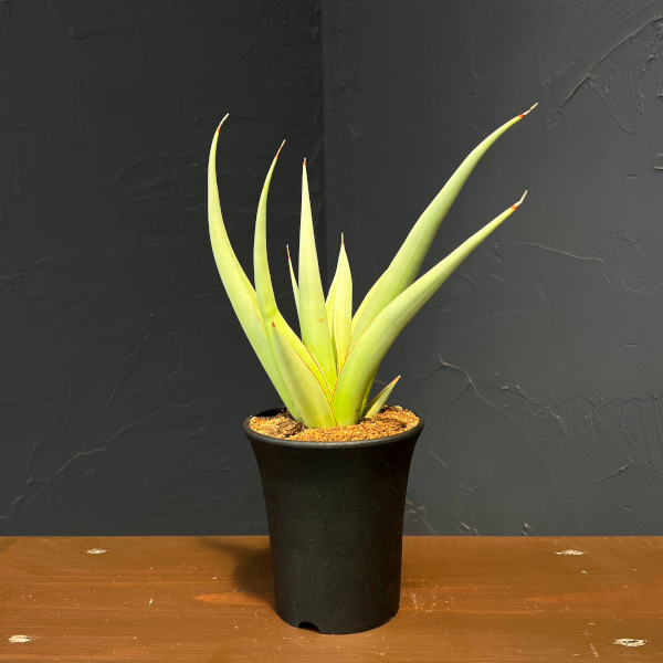 サンセベリア：ミラノ　3.5号鉢植え