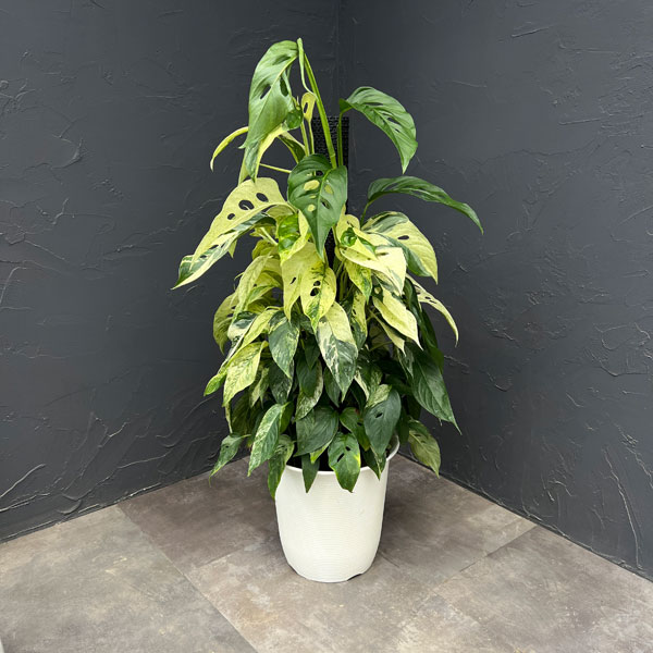 モンステラ：ラニアータ　バリエガータ　8号鉢植え