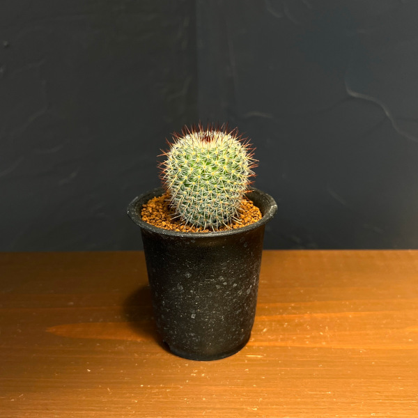 マミラリア：ハーゲアナルブラ2.5号鉢植え
